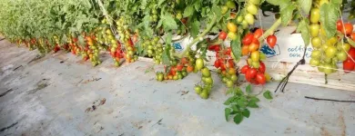 Immagine 4 azienda PASSIFLORA Industrie e agricoltura in Ispica