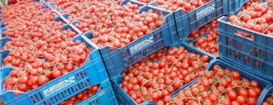 Immagine 5 azienda PASSIFLORA Industrie e agricoltura in Ispica