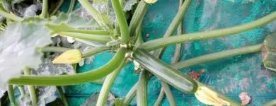 Immagine 6 azienda PASSIFLORA Industrie e agricoltura in Ispica