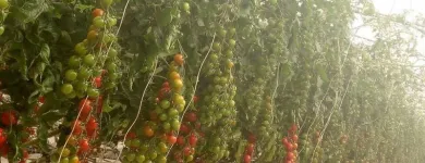 Immagine 7 azienda PASSIFLORA Industrie e agricoltura in Ispica