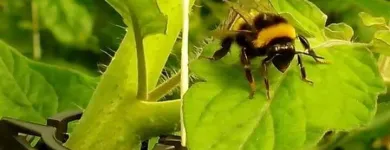 Immagine 8 azienda PASSIFLORA Industrie e agricoltura in Ispica