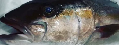 Immagine 2 azienda PESCHERIA VIRGILIO Shopping e acquisti in Milano