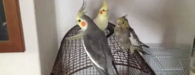 Immagine 2 azienda QUI LA ZAMPA Toelettatura di animali domestici in Catania