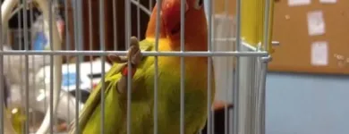 Immagine 7 azienda QUI LA ZAMPA Toelettatura di animali domestici in Catania