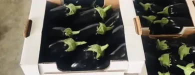 Immagine 1 azienda ROSA ANGELO E DENARO VINCENZO Shopping e acquisti in Ispica