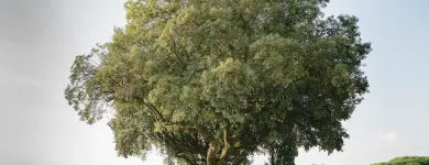 Immagine 1 azienda SIMONE SALATINO Servizi professionali in Roma