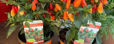 Immagine 2 azienda SPERLINGA FIORI - FIORI A DOMICILIO PALERMO Vivaio in Palermo