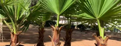 Immagine 5 azienda SPERLINGA FIORI - FIORI A DOMICILIO PALERMO Vivaio in Palermo