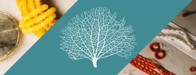 Immagine 7 azienda STELLA MARINA JEWELRY Shopping e acquisti in Roma