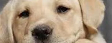 Immagine 5 azienda TENUTA DEL BARONE PENSIONE PER CANI Shopping e acquisti in Fiumicino RM