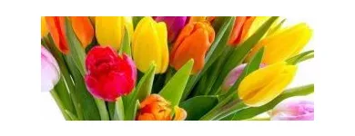 Immagine 3 azienda TINÈ FIORI SIRACUSA Shopping e acquisti in Siracusa