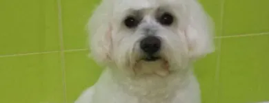 Immagine 1 azienda TOELETTATURA BEAUTIFUL PET Servizi professionali in Ardea RM