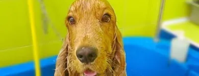 Immagine 2 azienda TOELETTATURA BEAUTIFUL PET Servizi professionali in Ardea RM