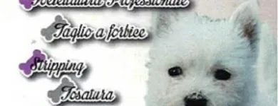 Immagine 7 azienda TOELETTATURA BEAUTIFUL PET Servizi professionali in Ardea RM