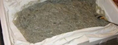 Immagine 27 azienda TRATTORIA AI DUE ORSI Viaggi e turismo in Milano