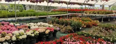 Immagine 1 azienda VERDE GARDEN SALERNO Vivaio in Salerno