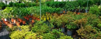 Immagine 4 azienda VERDE GARDEN SALERNO Vivaio in Salerno