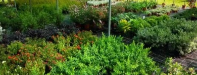 Immagine 6 azienda VERDE GARDEN SALERNO Vivaio in Salerno