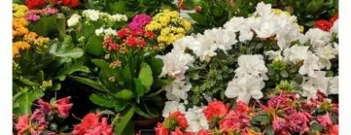 Immagine 7 azienda VERDE GARDEN SALERNO Vivaio in Salerno