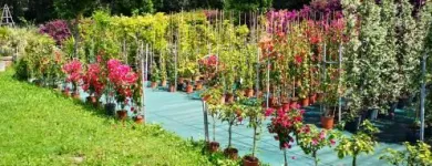 Immagine 8 azienda VERDE GARDEN SALERNO Vivaio in Salerno