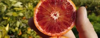 Immagine 3 azienda VERO SAPORE DI SICILIA Shopping e acquisti in Riese Pio X TV