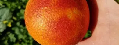 Immagine 5 azienda VERO SAPORE DI SICILIA Shopping e acquisti in Riese Pio X TV