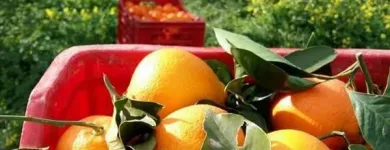 Immagine 7 azienda VERO SAPORE DI SICILIA Shopping e acquisti in Riese Pio X TV