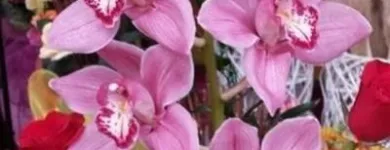 Immagine 1 azienda VITALFLOR S.N.C. Vivaio in Palermo