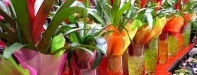 Immagine 3 azienda VITALFLOR S.N.C. Vivaio in Palermo