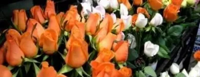 Immagine 7 azienda VITALFLOR S.N.C. Vivaio in Palermo