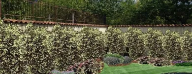 Immagine 3 azienda VIVAI MAISTO ANTONIO E FRANCESCO Vivaio in Melito Di Napoli NA