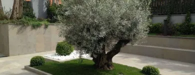 Immagine 4 azienda VIVAI MAISTO ANTONIO E FRANCESCO Vivaio in Melito Di Napoli NA