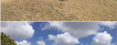 Immagine 7 azienda VIVAI MAISTO ANTONIO E FRANCESCO Vivaio in Melito Di Napoli NA