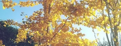 Immagine 6 azienda VIVAI TOPPAN Vivaio in Casier TV