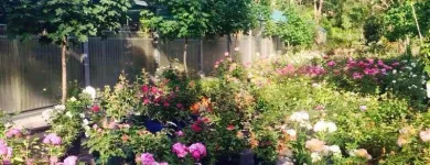 Immagine 2 azienda VIVAIO TARONI Vivaio in Roma