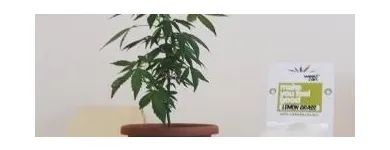 Immagine 5 azienda WEED CAN ROMA Tabaccheria in Roma