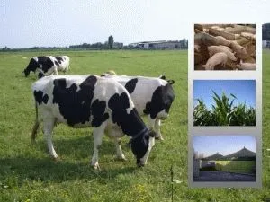 Immagine 7 azienda IMPIANTI BIOGAS CAMPANIA - IBIE IMPIANTI