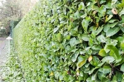 Immagine 6 azienda EDEN GARDEN