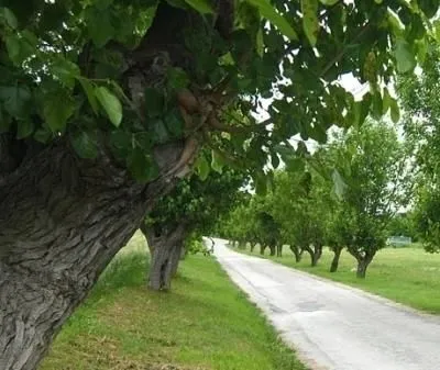 Immagine 4 azienda AGRITURISMO IL GELSO