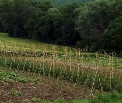 Immagine 6 azienda AGRITURISMO IL GELSO