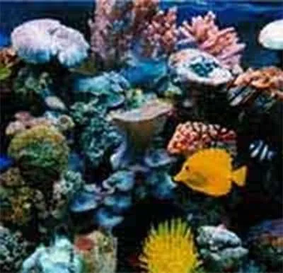 Immagine 2 azienda BLUE LIFE ACQUARIOLOGIA