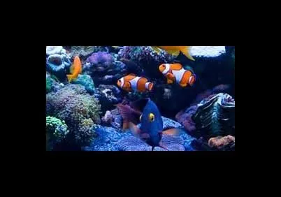 Immagine 1 azienda BLUE LIFE ACQUARIOLOGIA