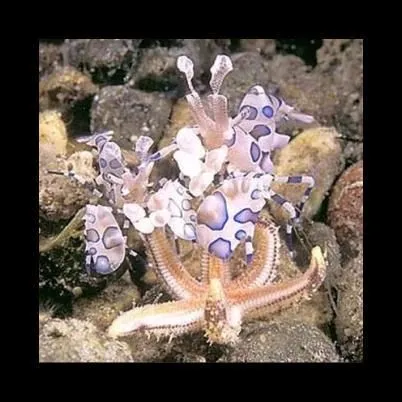 Immagine 4 azienda BLUE LIFE ACQUARIOLOGIA