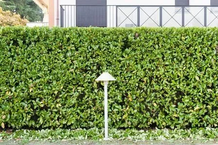 Immagine 17 azienda EDEN GARDEN