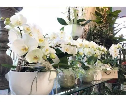 Immagine 2 azienda FIORERIA DOLCE PENSIERO