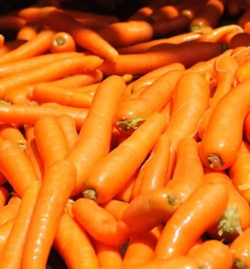 Immagine 5 azienda CONSORZIO DELLA CAROTA NOVELLA DI ISPICA IGP