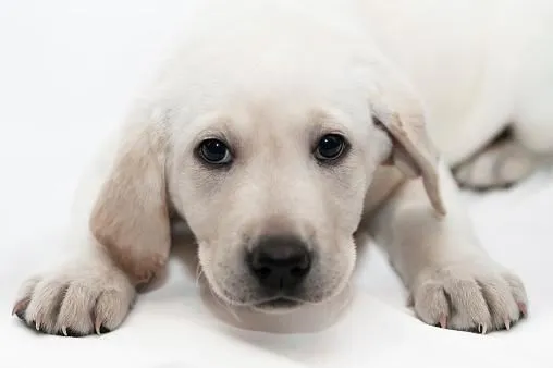 Immagine 7 azienda ANIMAL DREAM