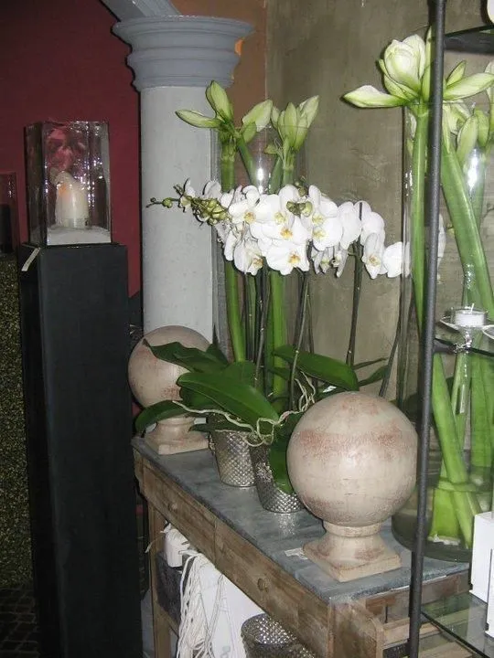 Immagine 3 azienda IL PORTICO FIORI