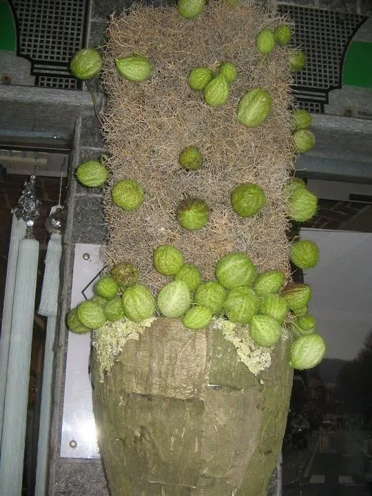 Immagine 4 azienda IL PORTICO FIORI