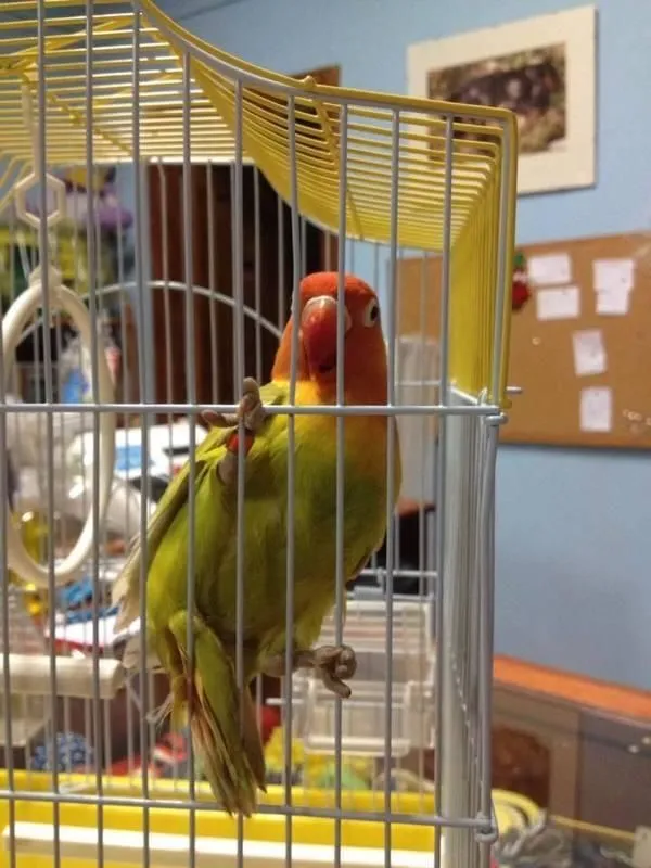 Immagine 7 azienda QUI LA ZAMPA